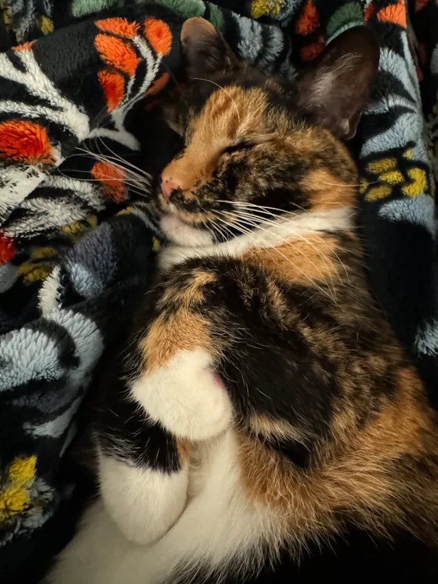 Tortoiseshell cat sleeping curled up on a colorful patterned blanket.