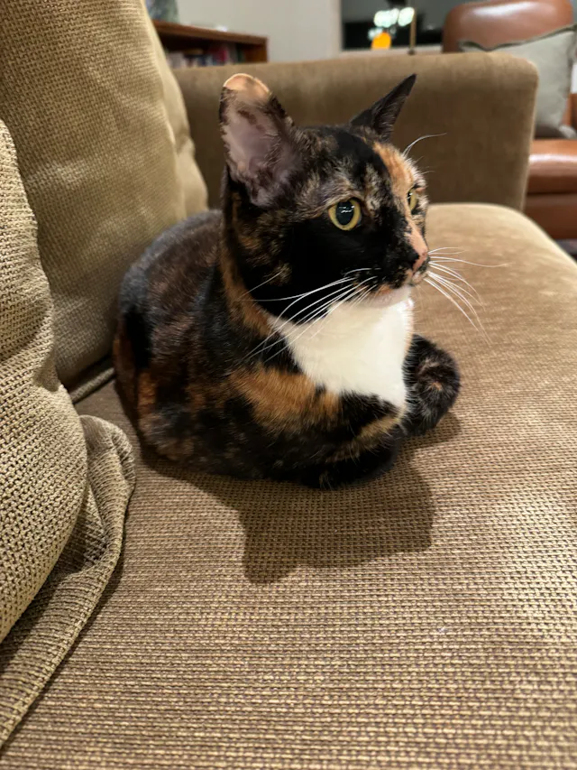 Tortoiseshell cat sitting alert on a beige sofa cushion.
