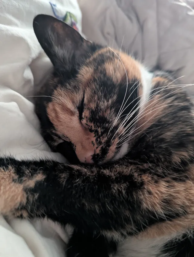 Close-up of a tabby cat's face resting on white bedding, eyes gently closed in a peaceful expression.