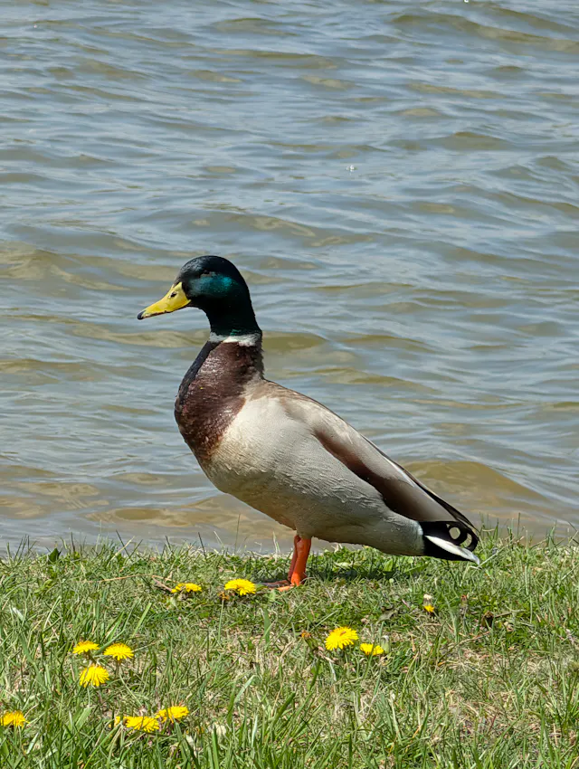 Male mallard duck standing in green grass dotted with small yellow flowers at the edge of calm rippling water.