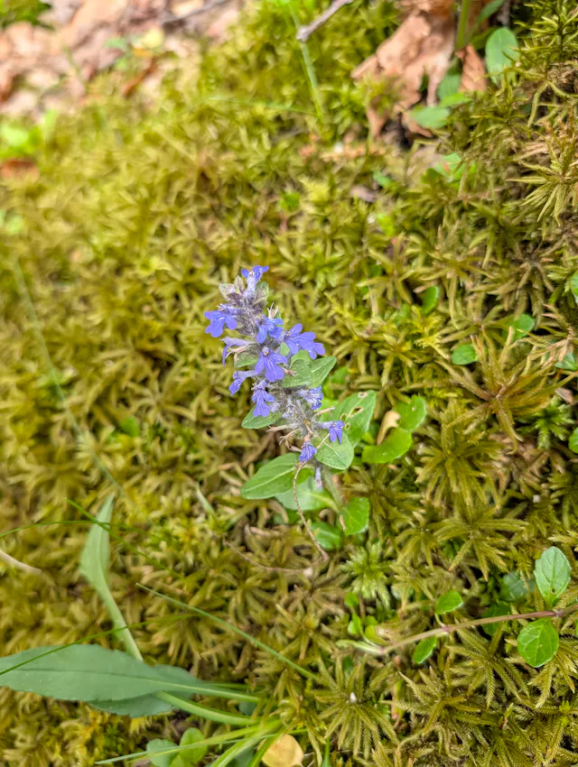 A single stalk of small purple ajuga flowers growing out of a patch of bright green moss