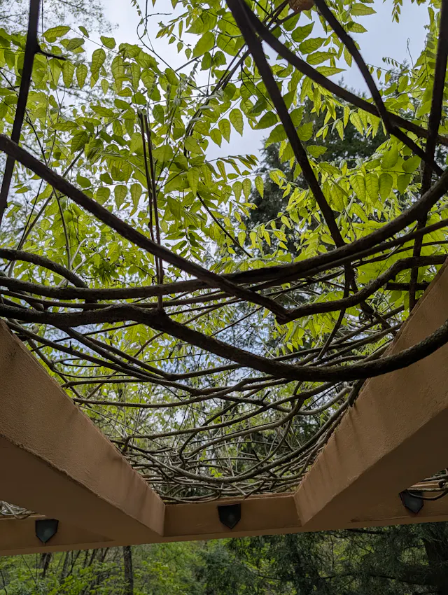Looking up through a wooden trellis tangled with thick wisteria vines and bright green leaves