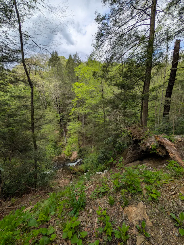 Looking down a wooded ravine in early spring, with a stream barely visible below and a fallen log on the right