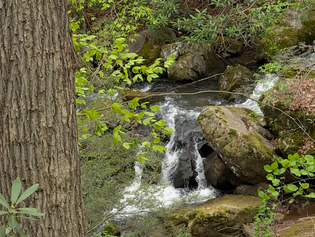 A small waterfall tumbling over moss-covered rocks in a forest stream, framed by a large tree trunk in the foreground