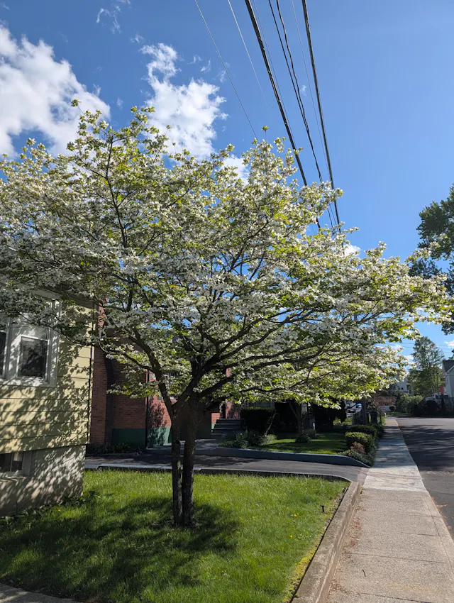 A flowering white dogwood tree on a sunny residential street, with a yellow house and power lines in the background