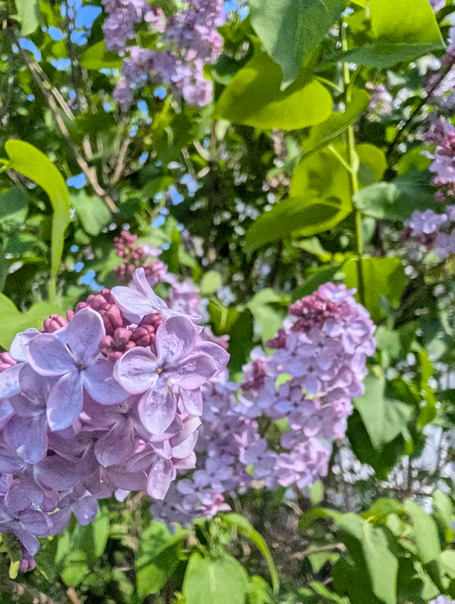 Close-up of pale purple lilac blossoms in front of green leaves and blue sky